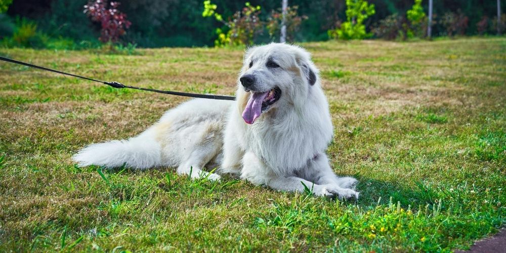 Herstellung von Premium-Kauartikeln für Hunde